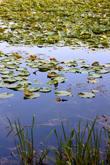 Reed plants and water lily leaves at the lake. Large flat leaves of water lilies are on the surface of the lake water