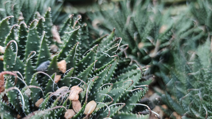 Aloe vera is tropical green plants tolerate hot weather. close up of green leaves, aloe vera. Aloe vera is a very useful herbal medicine for skin care and hair care that can be used as treatment.