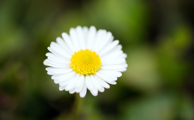 Fototapeta premium Summer bright landscape with white daisy flowers