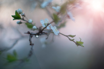 white flowers  with beautiful drops of dew in spring on a very blurry background of red sunset with sunbeams
