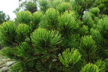 green branch of a tree