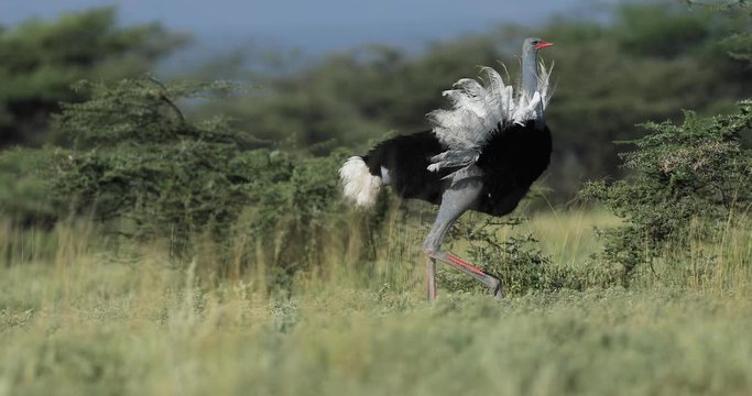 somali ostrich running in the savannah