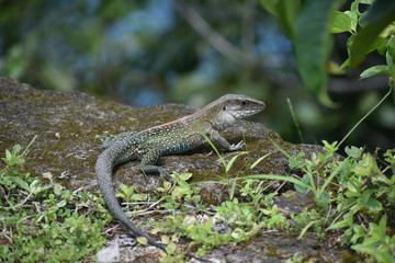 lizard tropical closeup green animal