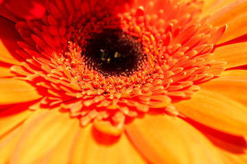red gerbera flower close-up