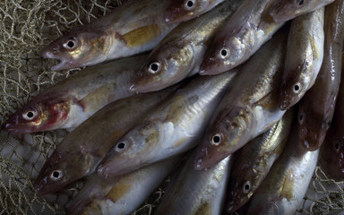 Saffron cods background