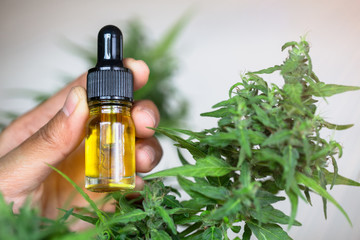 Fototapeta premium Hand holding bottle of Cannabis oil in pipette, CBD cannabis OIL, hemp product, natural herb, medical marijuana concept.