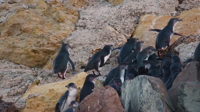 Little Penguin - Eudyptula minor - in maori korora, nocturnal returning to the coast to feed chicks in nests, Oamarau, New Zealand. Flock of penguins return from the sea on the beach.