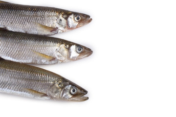 Smelt fish isolated on white. (Big Pacific smelt - Osmerus mordax)