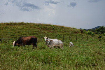 cow farm field pasture livestock