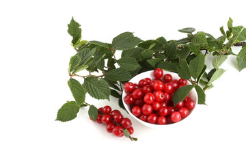 Nanking cherry and branch