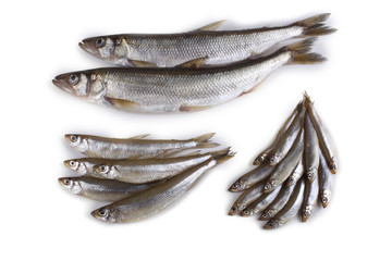 Smelt fishes. Big, middle and little Pacific smelt varieties