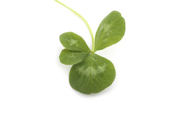 Four-leaf clover leaf isolated on white. "Lucky clover"