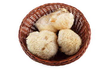 Hericium erinaceus mushroom (monkey head mushroom, bearded tooth fungus, bearded hedgehog mushroom, pom pom, lion's mane mushroom)