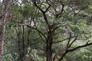 Waldlandschaft an der Levada da Ribeira da Janela