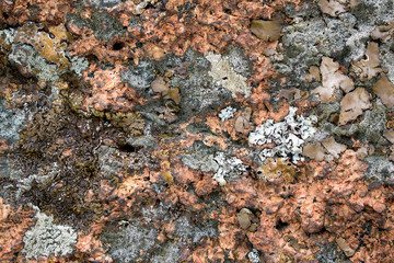 Stone  with multi-colored lichen for the background. Primary colors - Quicksand, Bison Hide, Shingle Fawn, Don Juan, Solitude.