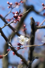 咲き始めた白梅と青空