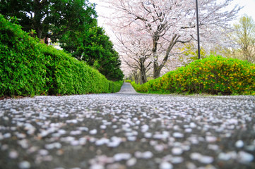 桜, 道, 散る, 花弁