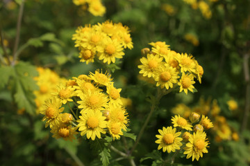Yellow chrysanthemums background