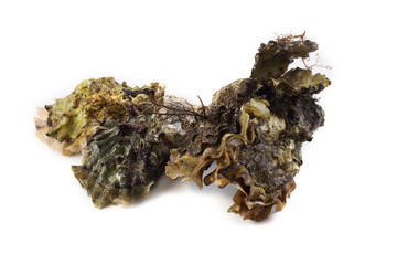 Oysters isolated on white