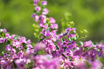 Beautiful pink flowers with green background