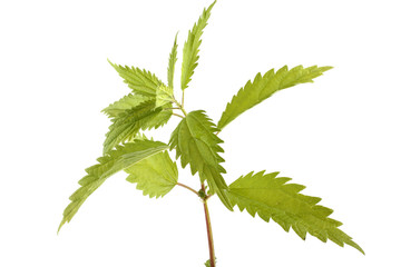 Growing nettle isolated on white