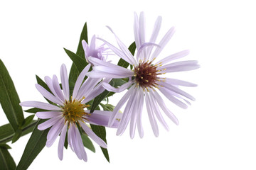 Wild asters isolated on white