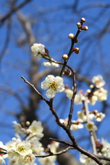 咲き始めた白梅と青空