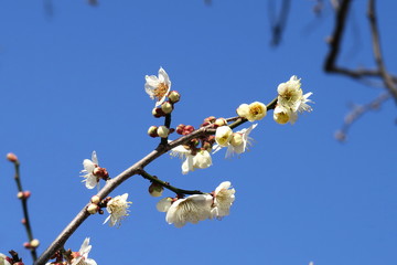 咲き始めた白梅と青空