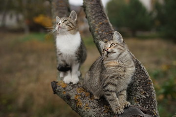 Naklejka na ściany i meble Two lovely tabby kittens sitting on a tree branch. Cute young cats walk in nature.