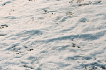 Sea foam on the coast