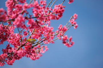 Sakura flower branch with small bird against blue sky
