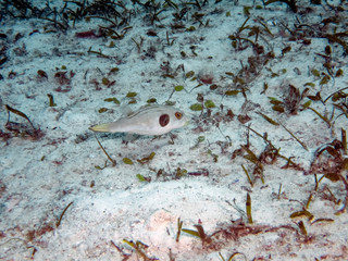 A Striped Puffer (Arothron manilensis)