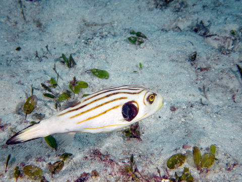Striped Puffer" Images – Browse 6 Stock Photos, Vectors, and Video | Adobe  Stock