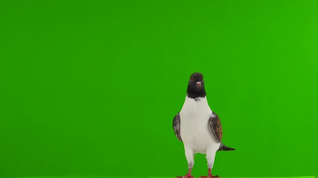 German pigeon modena isolated on green screen