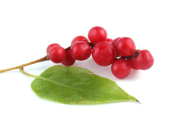 Schisandra Chinensis isolated on white