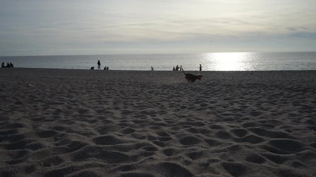 Spielende Hund.