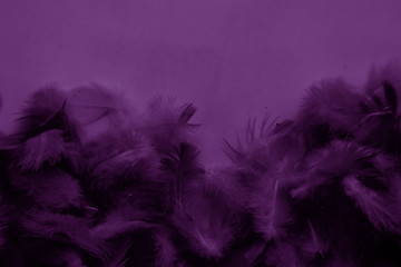 Obraz premium Beautiful abstract colorful black and purple feathers on black background and soft blue feather texture on dark pattern and blue background, colorful feather, purple banners