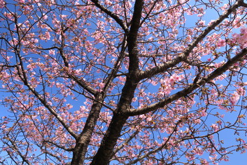 満開の河津桜と青空
