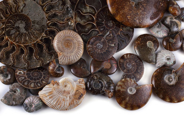 Ammonites isolated on white. Different ammonite varieties