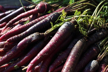 Violet carrots harvest