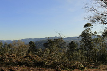 Obraz premium The Galician deciduous forest in the month of February