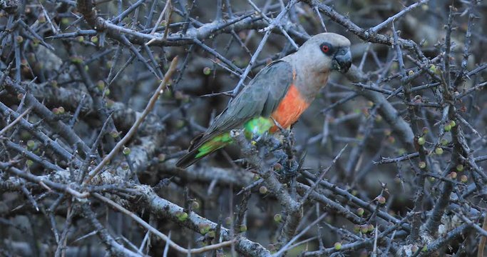 Red-bellied Parrot eats in a tree