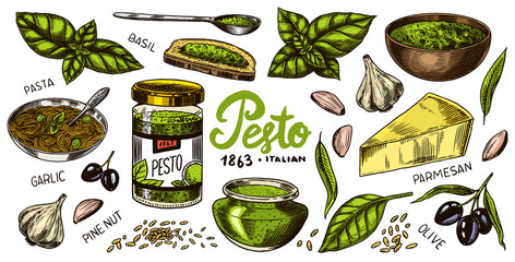 Pesto sauce set. Basil leaves, garlic, pine nuts, hard parmesan cheese, olive oil, pesto alla genovese. Spicy condiment, glass bottle, wooden spoon or dish, bunch of seeds. Engraved hand drawn sketch.