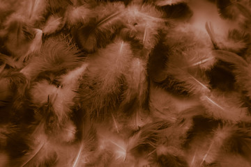 Beautiful abstract colorful black orange and yellow feathers on black background and soft white gold feather texture on dark pattern and yellow background, colorful feather, yellow banners