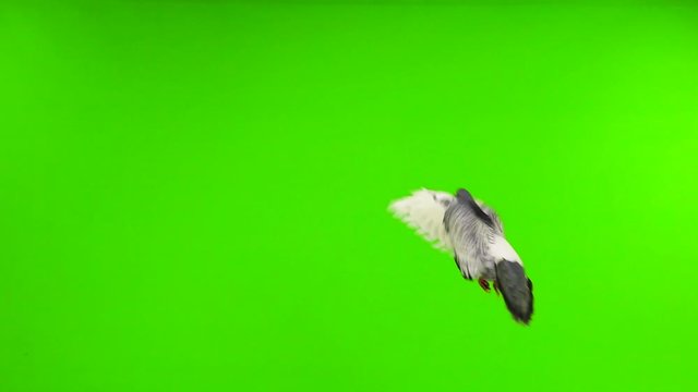 A flying pigeon on a green screen. Slow motion.
