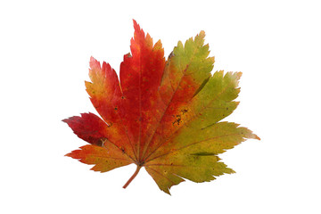 Autumn maple leaf