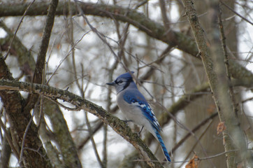 Blue Jay perched in a tree in winter