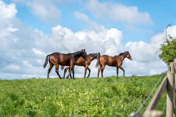 Horses on a summer pasture