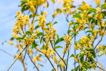 Sweet osmanthus flowers in the garden