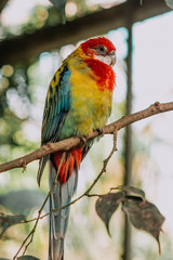 The eastern rosella sitting on a tree branch with sunshine pouring overhead. Close up of a tropical bird in natural conditions.